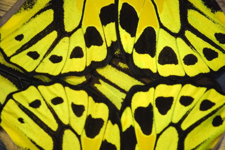Eternal Butterfly Mama Eternal Butterfly Mama